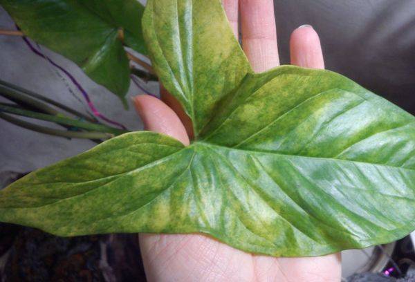 La liane décorative jaunit