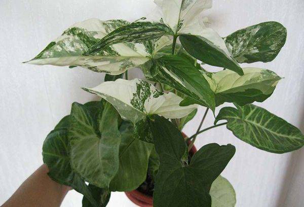 Propagation du syngonium