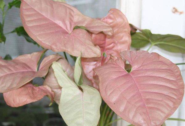 Syngonium Régina éd.