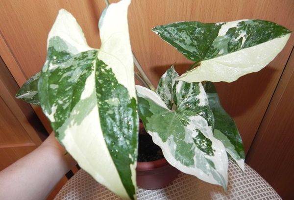 Syngonium Impérial blanc