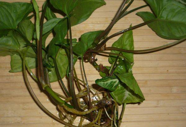 Boutures de syngonium