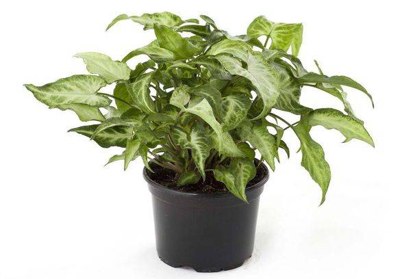 Syngonium en pot