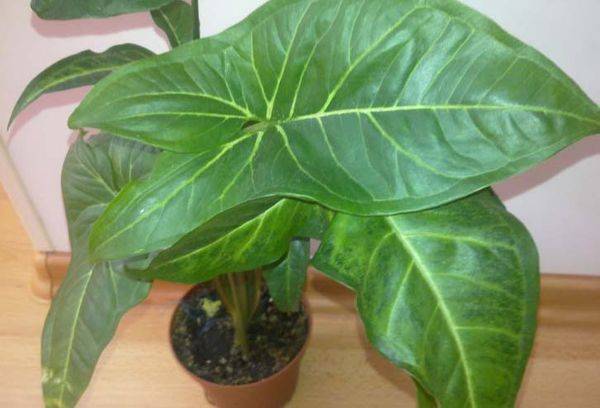 Pédoncule du syngonium