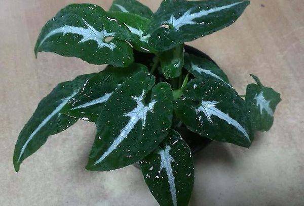 Syngonium de Wendland