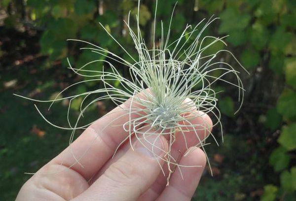 Tillandsia argent