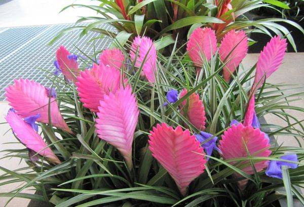 Tillandsia Anita - hybride