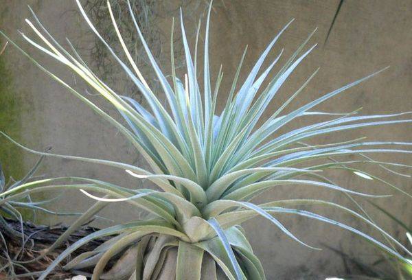 Tillandsia argent