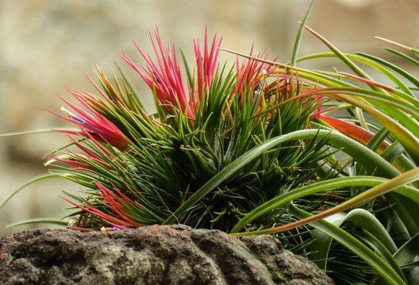 Fleur violette de Tillandsia