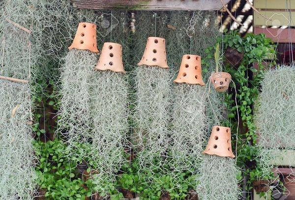 Tillandsia usneiformes