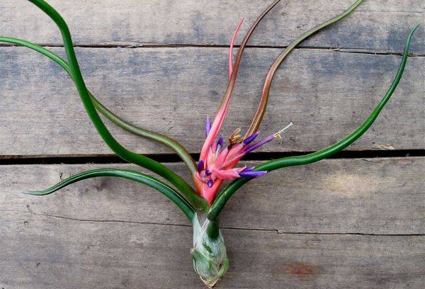 Boutures de Tillandsia
