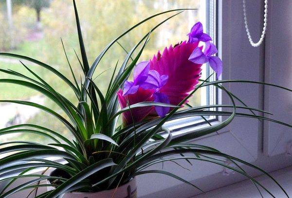 Tillandsia dans un pot sur le rebord de la fenêtre