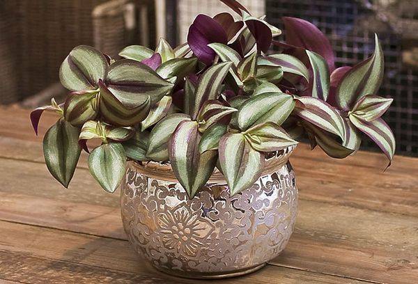 Plante d'intérieur zébrina