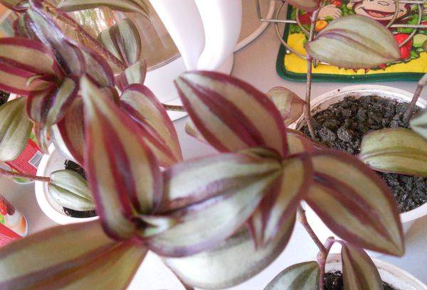 Zebrina transplantée en pot