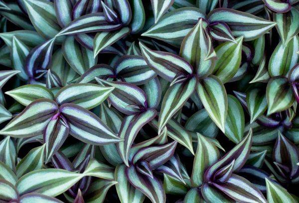 Pétales de plantes Zebrina