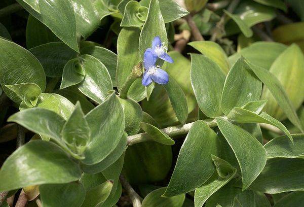 Floculose à Zebrina