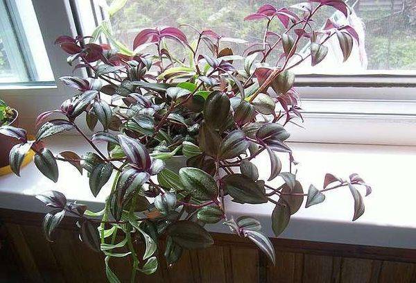 Zebrina sur le rebord de la fenêtre