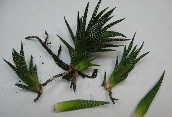 Reproduction d'Haworthia