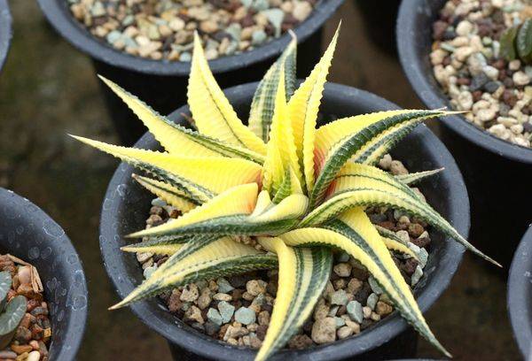 Haworthia limofolia
