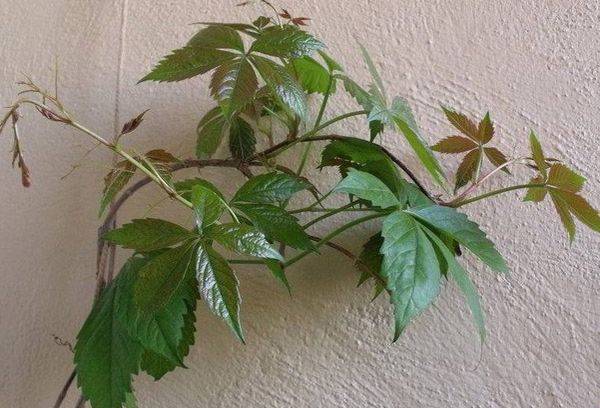 Raisins d'intérieur