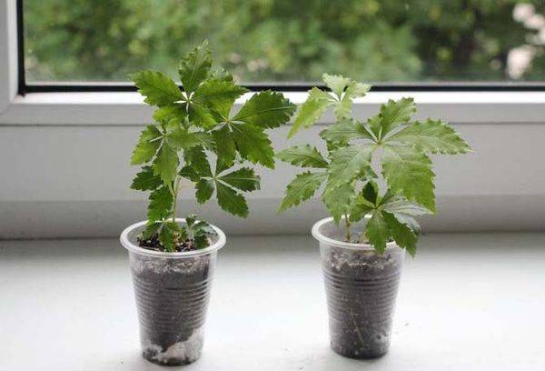 Reproduction de cissus