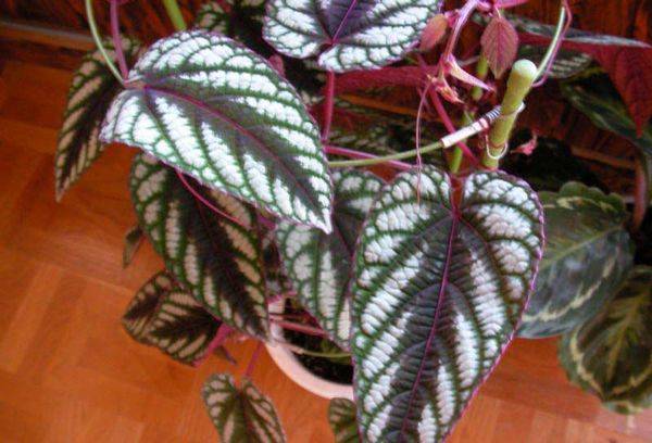 Cissus panaché (décoloration)