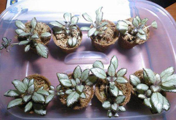 Reproduction d'épiscia