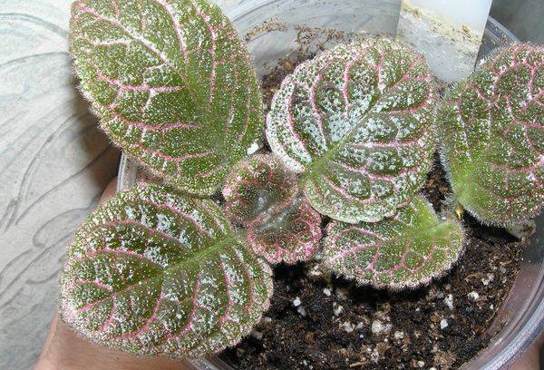 Panthère Rose Episcia