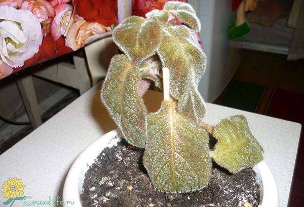 Episcia s'est tarie