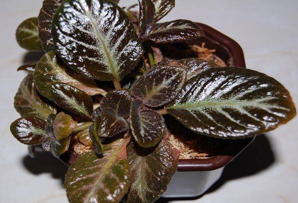 Soldat en chocolat Episcia