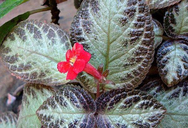 La beauté de la forêt d'Episcia