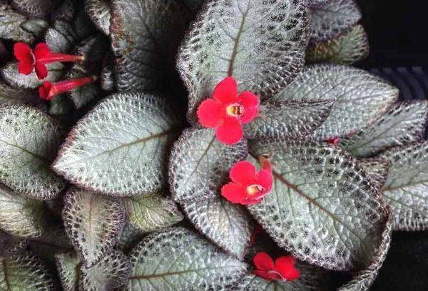 Lueur argentée Episcia
