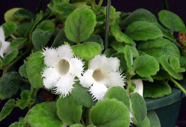 Episcia dianthus