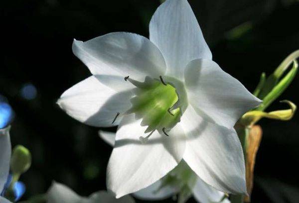 Eucharis grandiflora