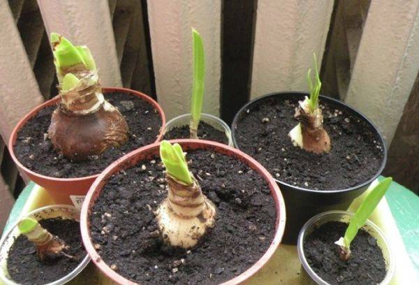 Propagation du lis d'Amazonie