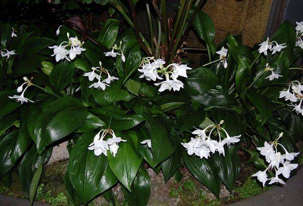 Eucharis délicat et élégant