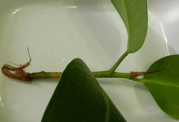Propagation de ficus