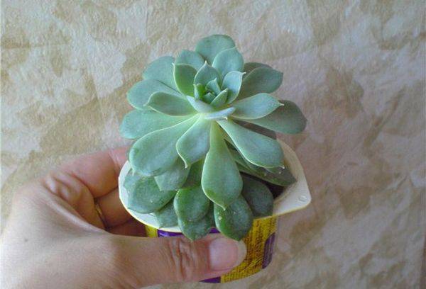 Écheveria