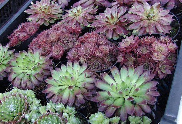 Propagation d'Echeveria