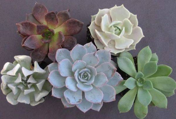 Echeveria sans tige