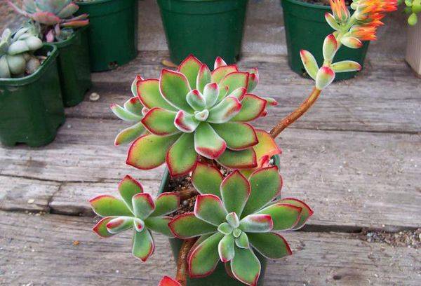 Écheveria
