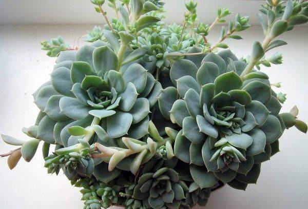 Fleur à bosse d'Echeveria