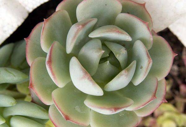 Echeveria Derenberga
