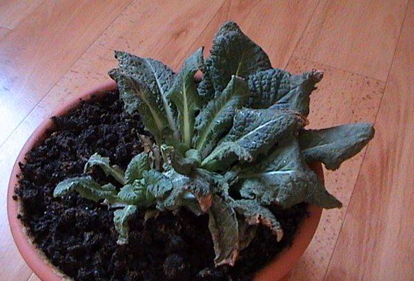 La primevère est sèche