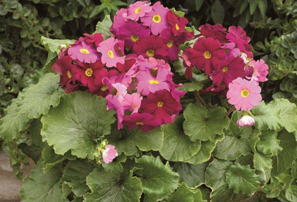 Primevère avers conique