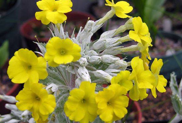 primevère de printemps