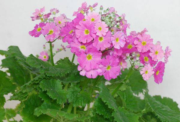 Primevère douce (douce)