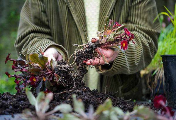 Reproduction de primevère en divisant le buisson