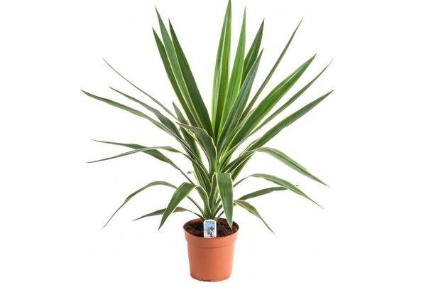 Yucca Pak Copstek