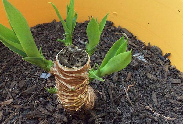 De nouvelles pousses sur le vieux tronc de Yucca