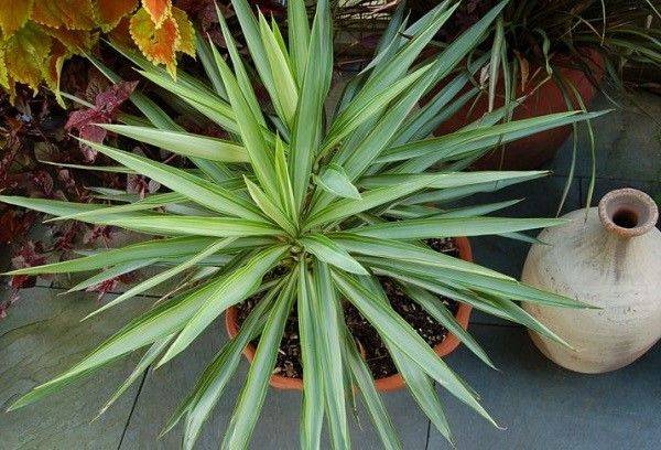 Yucca dans un pot de fleurs